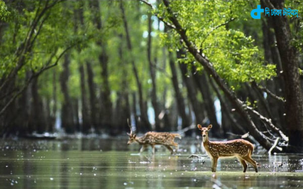 deer and natural beauty of Sundarbans