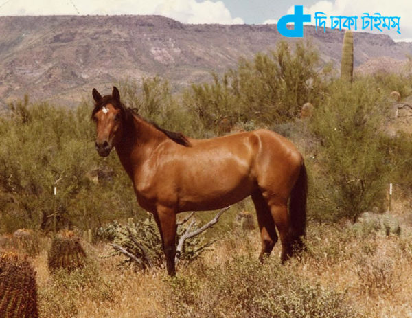 horse understands human emotions