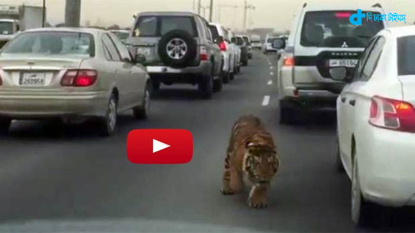 Tiger turns street