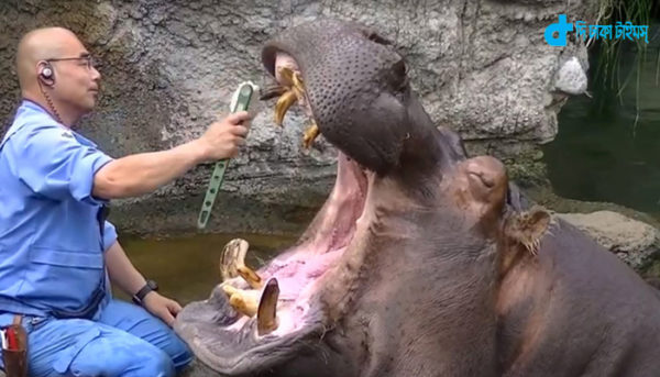Hippos & care teeth is to brush