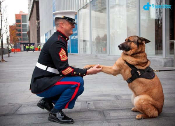 One dog was given a medal of bravery