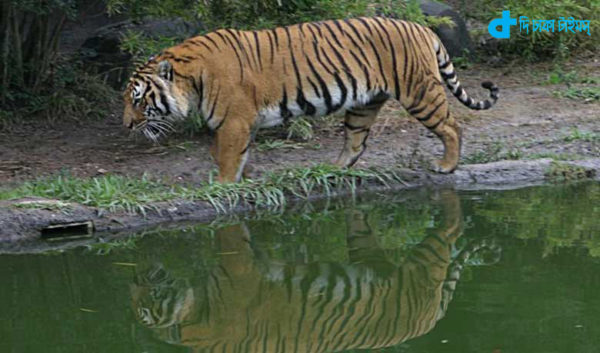Royal Bengal Tiger in Sundarbans