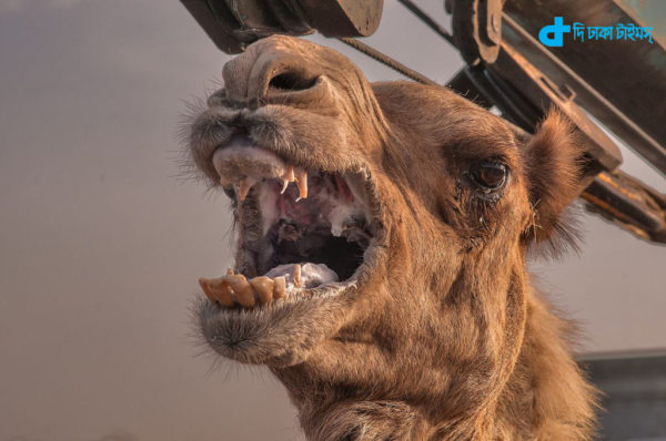 Camel attack owner killed