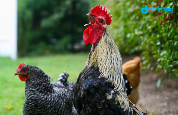 Couple jailed for chickens