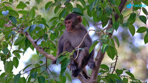 Monkey tree- a rare picture