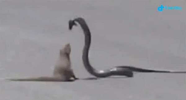 See snake and mongoose fight on road