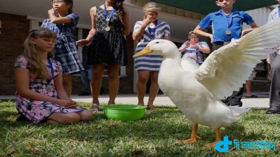Bachelor's degree duck