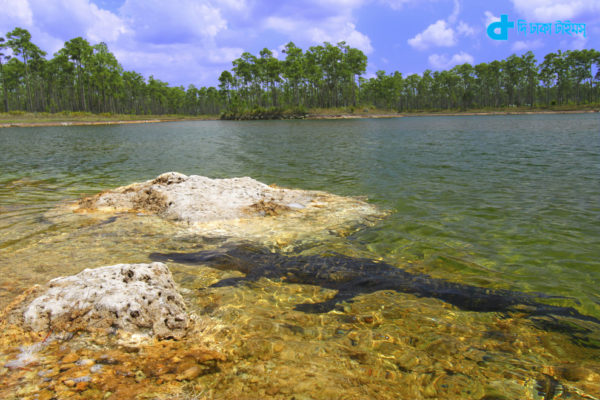 Transparent water Crocodile