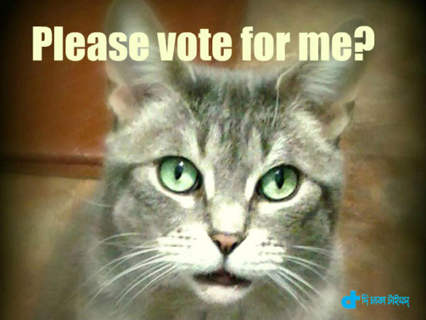 Vote for a cat
