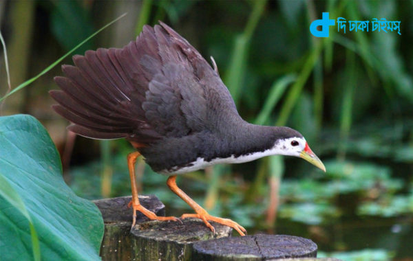 story of a combative bird gallinule