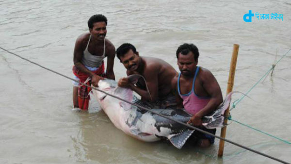 Baghair fish at 88 kg