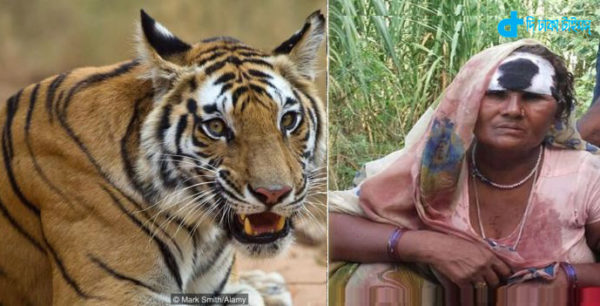 A woman survived without having to fight with a tiger