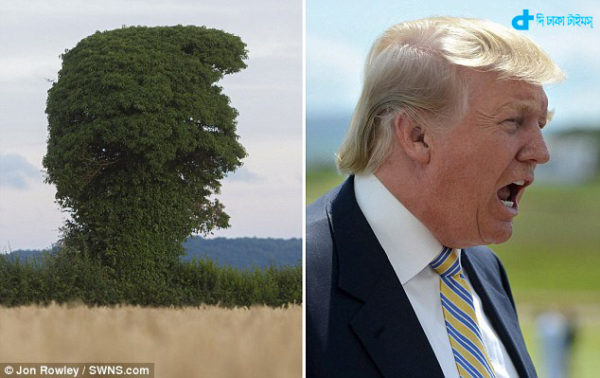 Trump tree
