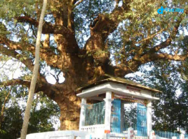 4-hundred-year-old-tamarind-tree