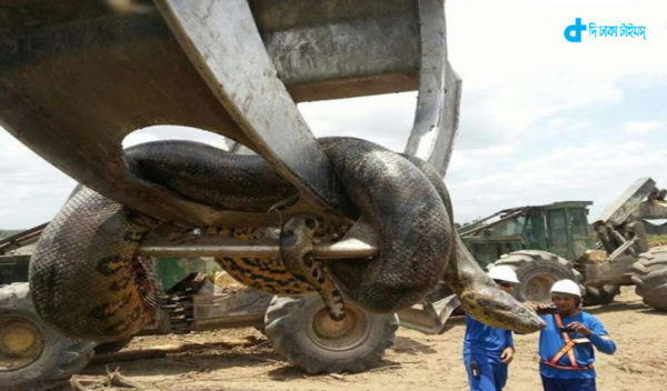 anaconda-biggest-story-in-world