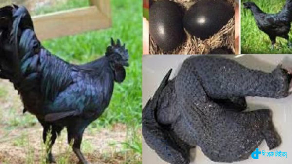 black-chicken