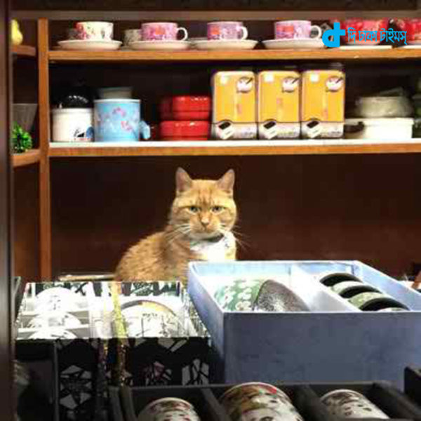 cat-and-shop-2
