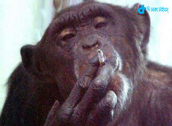 smoking-is-story-of-a-monkey-2