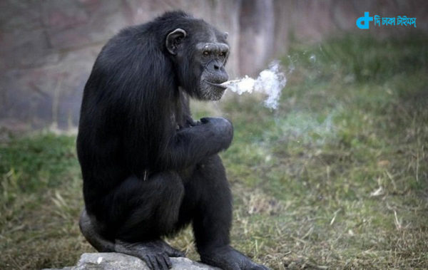 smoking-is-story-of-a-monkey