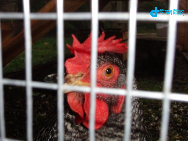 chicken-was-sent-to-jail