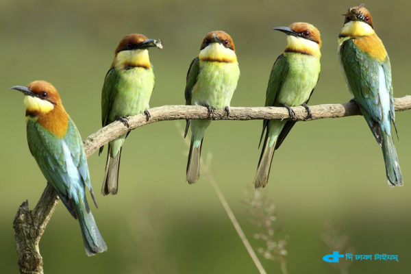 chestnut-headed-bee-eater