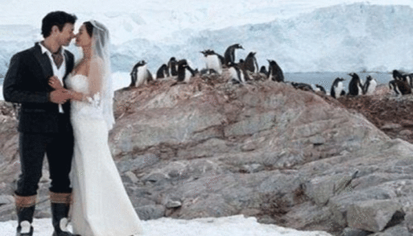 penguins-are-one-of-guests-invited-to-wedding