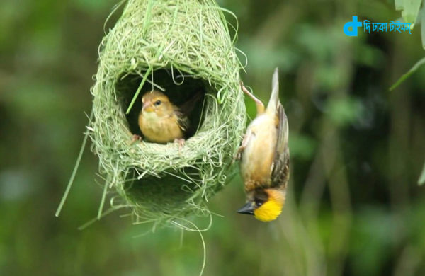 starlings-nest
