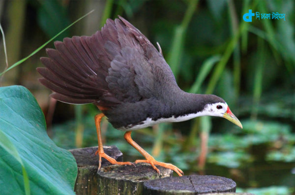 white-breasted-waterhen