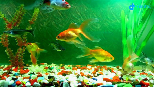 akuriyame-artificial-fish