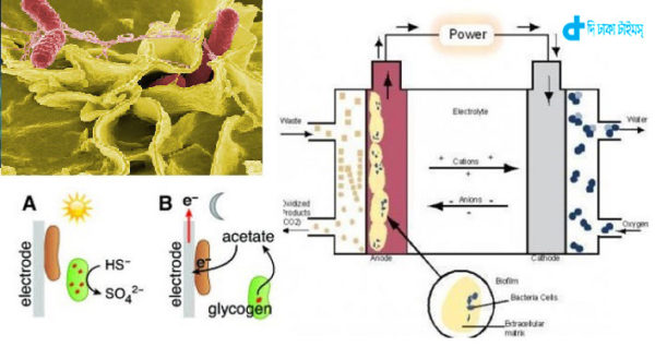 bacteria-will-produce-electricity-2