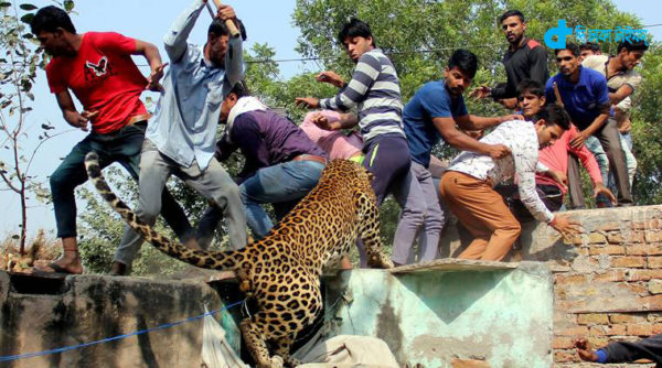 Gurgaon, India, November 24: A Leopard entered in village Mundawala near Sohna on Thursday early morning, leopard injured around ten villagers, after that villagers killed leopard, in Gurgaon, on Thursday, November 24, 2016. Photo by Manoj Kumar