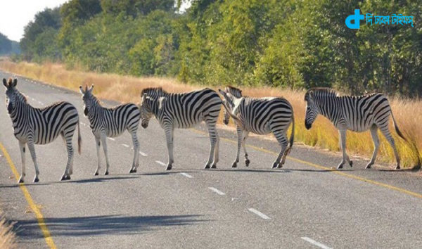 zebra-crossing-that-is-truly-alive