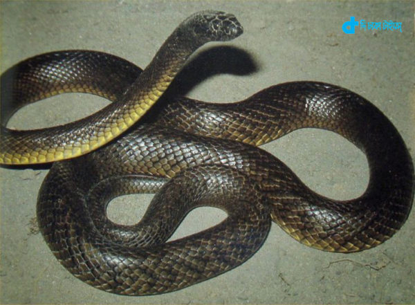 70-poisonous-snakes-and-two-individuals