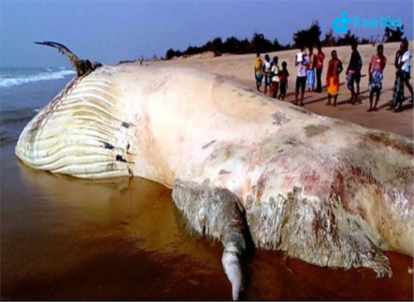 rare-giant-white-whale-was-floating-body