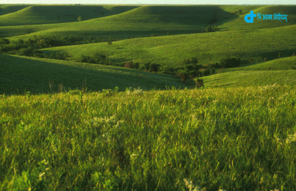 temperate-grasslands-of-central-north-america