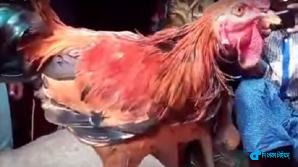 slaughtered-and-cock