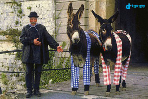 an-island-where-donkeys-wear-pajamas