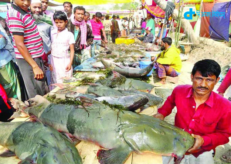 হবিগঞ্জের পইল গ্রামে ঐতিহ্যবাহী মাছ মেলা 10
