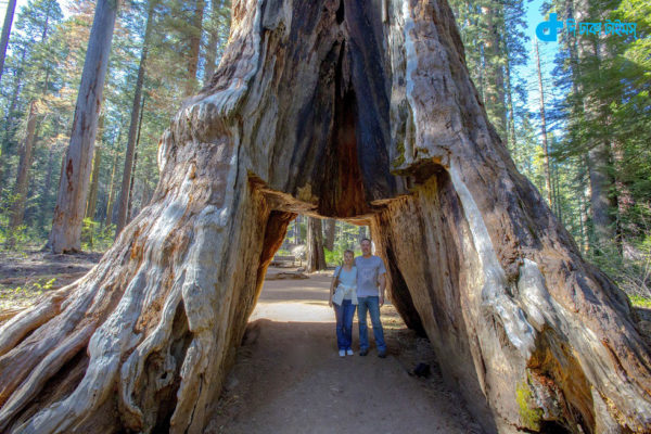 In this May 2015 photo provided by Michael Brown, John and Lesley Ripper pose in the Pioneer Cabin tunnel tree, a giant, centuries-old sequoia that had a tunnel carved into it in the 1880s, during a visit to Calaveras Big Trees State Park near Arnold, Calif., in the Sierra Nevada. The tree came crashing down on Sunday, Jan. 8, 2017, as a massive storm system stretching from California into Nevada swept through the area over the weekend. Park volunteer Joan Allday said the tree had been weakening and leaning severely to one side for several years. (Michael Brown via AP)