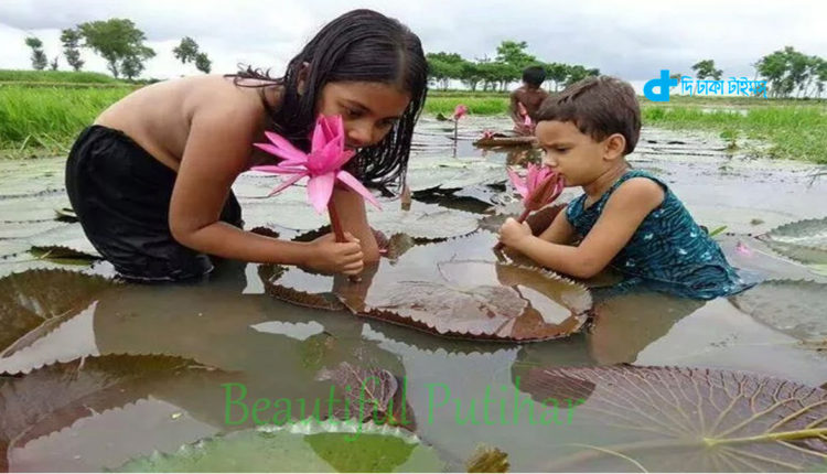 জাতীয় ফুল শাপলা এবং গ্রামের শিশু 1