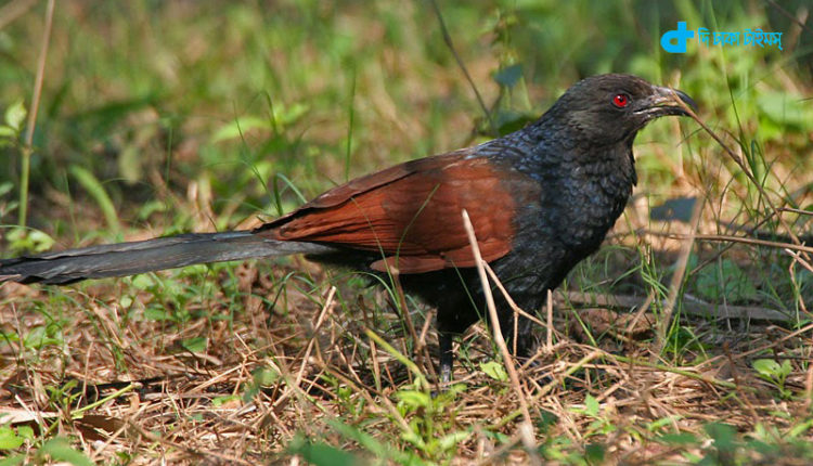 বিলুপ্ত প্রায় এক পাখি কুবো পাখি 1