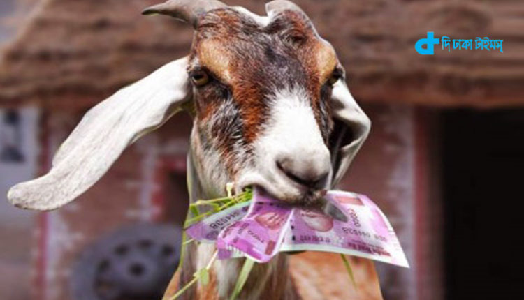 এবার ছাগলের পেটে গেলো ৬২ হাজার রুপি! 1