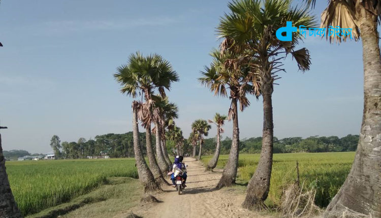 কুয়াকাটার পার্শ্ববর্তী গ্রামের মনোমুগ্ধকর দৃশ্য 2