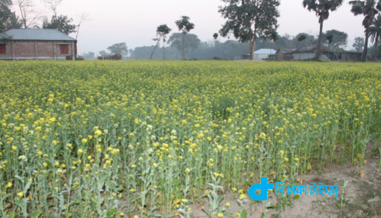 শীতকালের সরিষার ক্ষেতের দৃশ্য 1