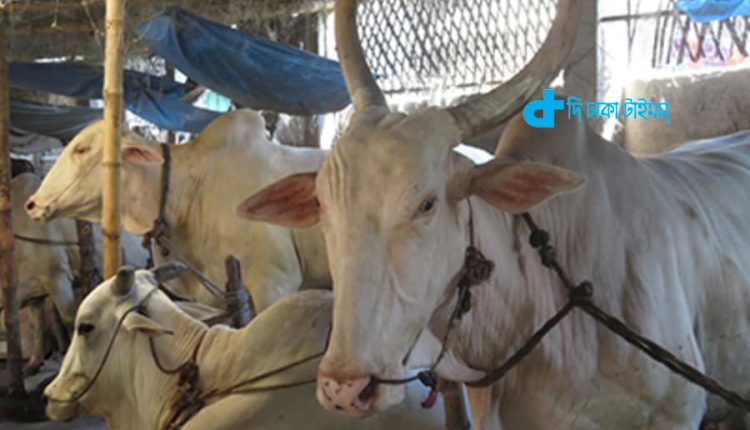 This residential hotel for cows and buffaloes and goats! 1 এবার আবাসিক হোটেল গরু-মহিষ ও ছাগলের জন্য! 1