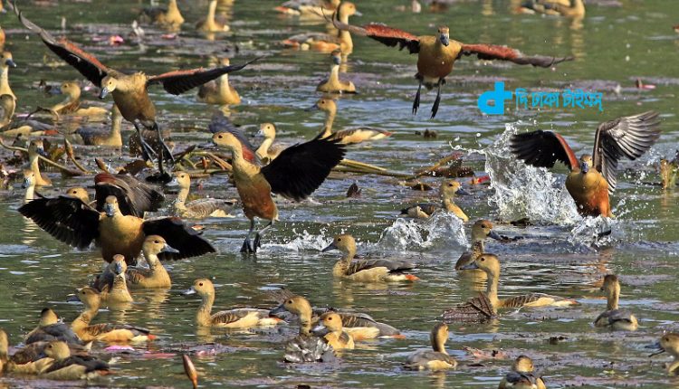 পাখিদের দুর্লভ ছবির সমাহার 1