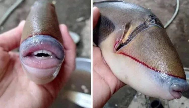 ধরা পড়েছে অদ্ভুত এক মাছ: দাঁত, ঠোঁট একেবারে মানুষের মতোই! 1 ধরা পড়েছে অদ্ভুত এক মাছ: দাঁত, ঠোঁট একেবারে মানুষের মতোই! 1