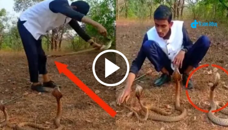 ভাইরাল হতে গিয়ে গোখরো সাপের কামড় খেলেন এক যুবক! [ভিডিও] 31