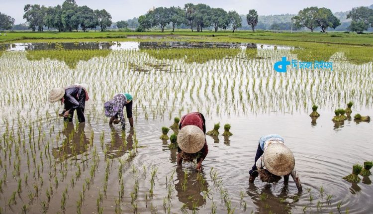 গ্রামের কৃষকদের ধান লাগানোর দৃশ্য 41