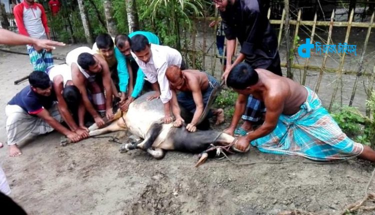 কোরবানী পশু জবাই শুদ্ধ হওয়ার শর্তসমূহ 2